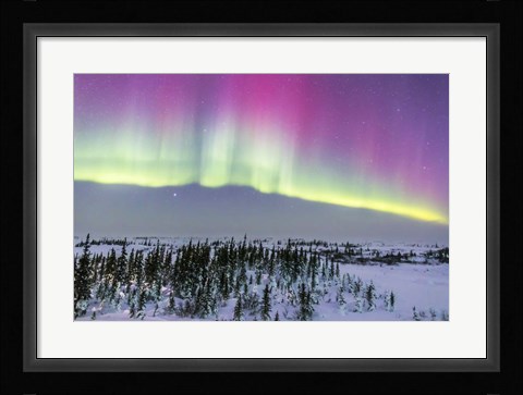 Framed Pink Aurora over boreal forest in Canada Print