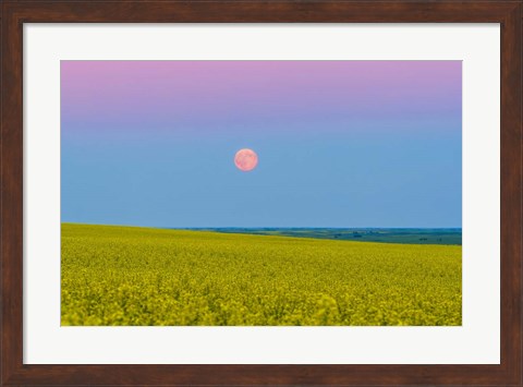 Framed Supermoon rising above a canola field in southern Alberta, Canada Print