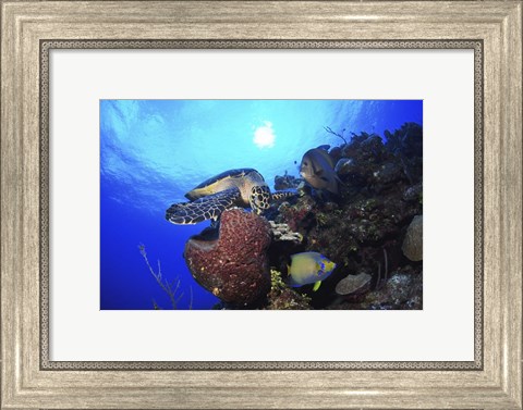 Framed Hawksbill Sea Turtle eating, Castle Wall, Grand Cayman Print