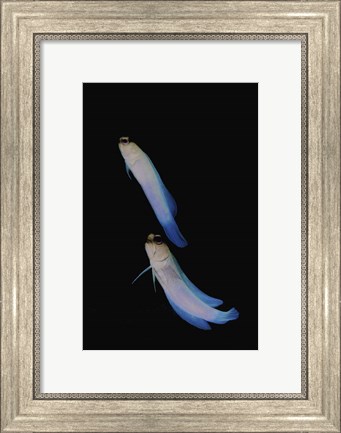 Framed Jawfish, Robert&#39;s Wall, Grand Cayman Print