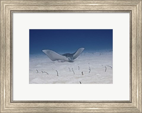 Framed Spotted Eagle Ray Print