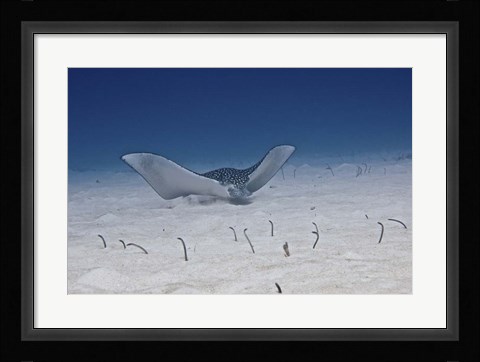 Framed Spotted Eagle Ray Print
