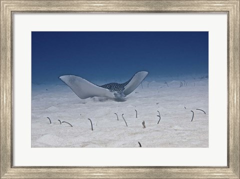 Framed Spotted Eagle Ray Print