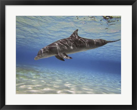 Framed Bottlenose dolphin swimming the Barrier Reef, Grand Cayman Print