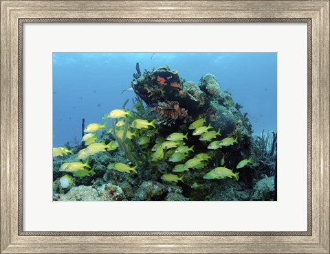 Framed Reefscape with school of striped grunts Print