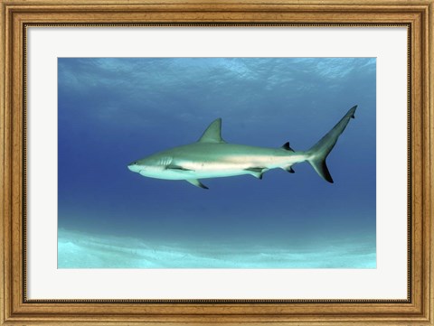 Framed Caribbean reef shark, Nassau, The Bahamas Print