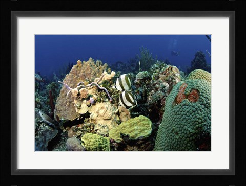 Framed Pair of banded butterflyfish roaming the reef, Nassau, The Bahamas Print