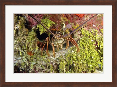 Framed Spiny lobster hiding in the reef, Nassau, The Bahamas Print