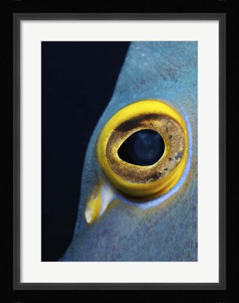 Framed Close-up view of a French Angelfish eye Print