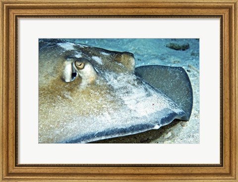 Framed Close-up view of a Female Southern Atlantic Stingray Print
