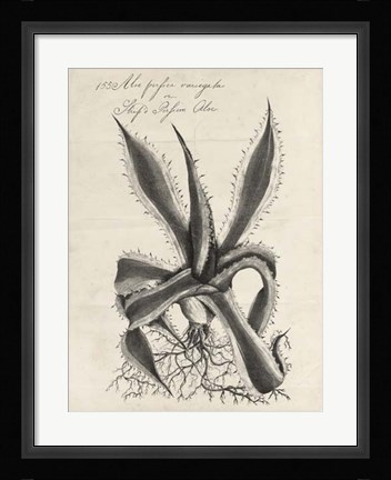 Framed Thornton Succulents III Print