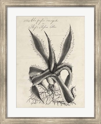 Framed Thornton Succulents III Print