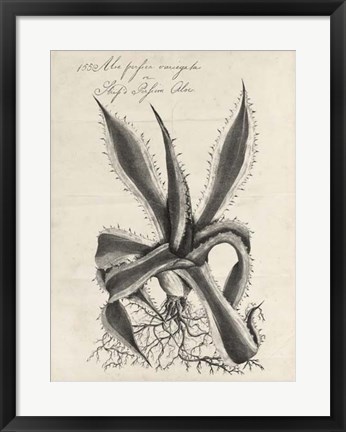 Framed Thornton Succulents III Print