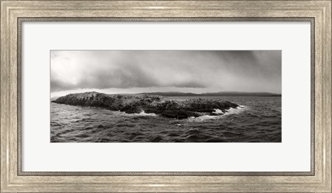 Framed Island of arctic birds and sea lions, Beagle Channel, Patagonia, Argentina Print