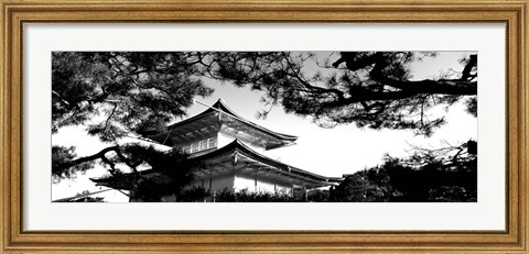 Framed Low angle view of trees in front of a temple, Kinkaku-ji Temple, Kyoto City, Japan Print