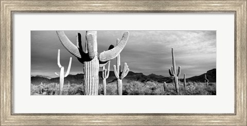 Framed Arizona, Organ Pipe National Monument Print