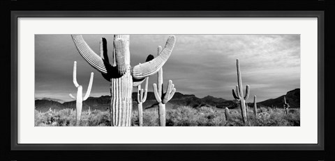 Framed Arizona, Organ Pipe National Monument Print