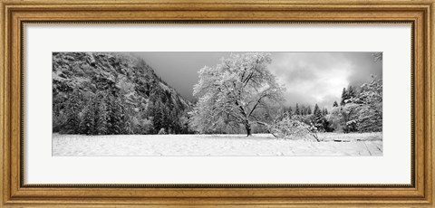 Framed Snow covered oak tree in a valley, Yosemite National Park, California Print