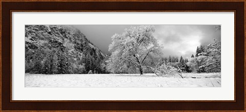 Framed Snow covered oak tree in a valley, Yosemite National Park, California Print