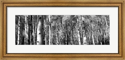 Framed Forest, Grand Teton National Park, Teton County, Wyoming Print