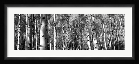 Framed Forest, Grand Teton National Park, Teton County, Wyoming Print