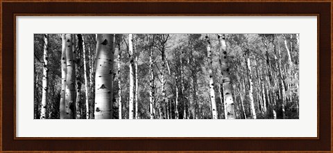 Framed Forest, Grand Teton National Park, Teton County, Wyoming Print