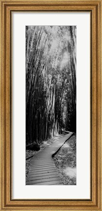 Framed Trail in a bamboo forest, Hana Coast, Maui, Hawaii Print