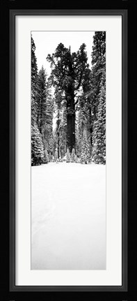 Framed General Sherman trees in a snow covered landscape, Sequoia National Park, California Print