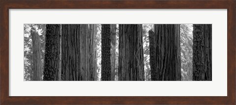 Framed Sequoia Grove Sequoia National Park California USA Print