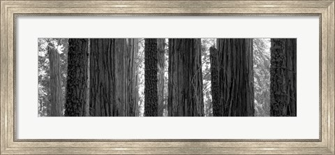 Framed Sequoia Grove Sequoia National Park California USA Print