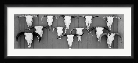 Framed Cow skulls hanging on planks, Taos, New Mexico Print