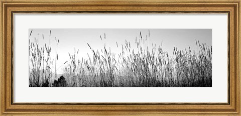Framed Tall grass in a national park, Grand Teton National Park, Wyoming Print