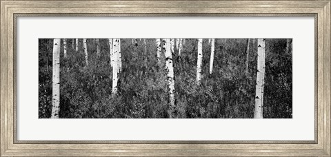 Framed Aspen trees in a forest, Shadow Mountain, Grand Teton National Park, Wyoming Print