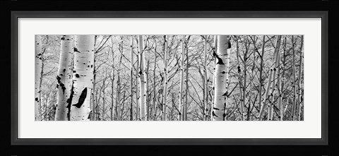 Framed Aspen trees in a forest BW Print