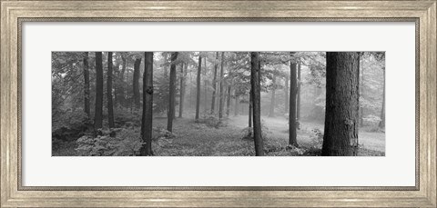 Framed Chestnut Ridge Park, Orchard Park, NY Print