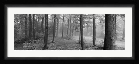 Framed Chestnut Ridge Park, Orchard Park, NY Print