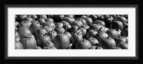 Framed Pumpkins in a field, Vermont Print