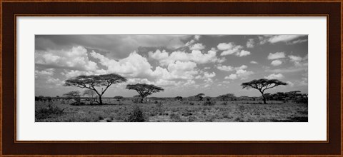 Framed Acacia trees on a landscape, Lake Ndutu, Tanzania Print