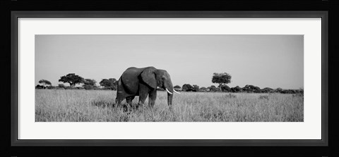 Framed Elephant Tarangire Tanzania Africa Print