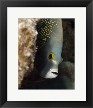 Framed French angelfish, West Palm Beach, Florida Print