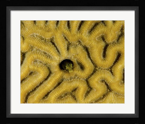 Framed Small blenny in brain coral, Curacao Print