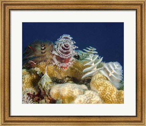 Framed Multiple Christmas Tree worms, Curacao Print