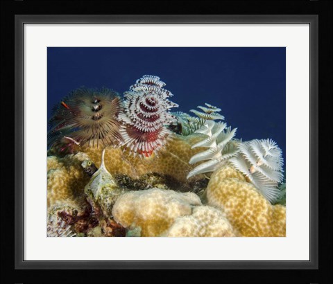 Framed Multiple Christmas Tree worms, Curacao Print