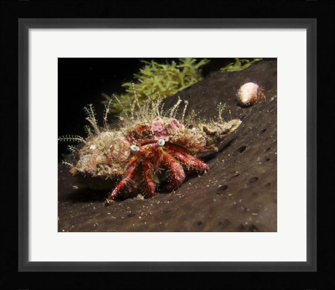 Framed Hermit Crab on sponge in Gulf of Mexico Print