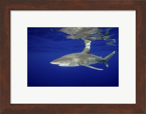 Framed Oceanic Whitetip shark Print