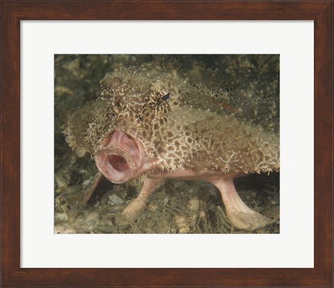 Framed Batfish close-up, West Palm Beach, Florida Print