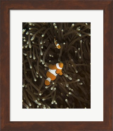 Framed Pair of Anemonefish, Manado, Indonesia Print