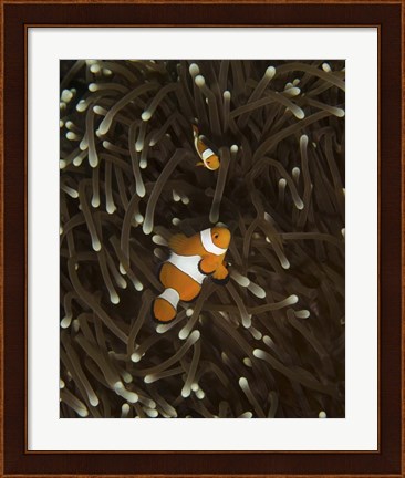 Framed Pair of Anemonefish, Manado, Indonesia Print