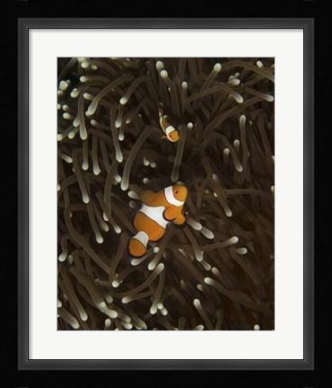 Framed Pair of Anemonefish, Manado, Indonesia Print