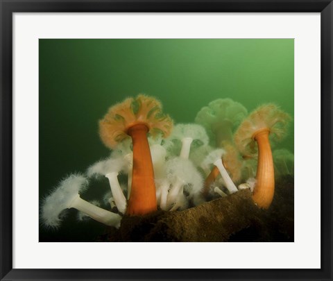 Framed Plumose Anemone in Puget Sound in Seattle Print